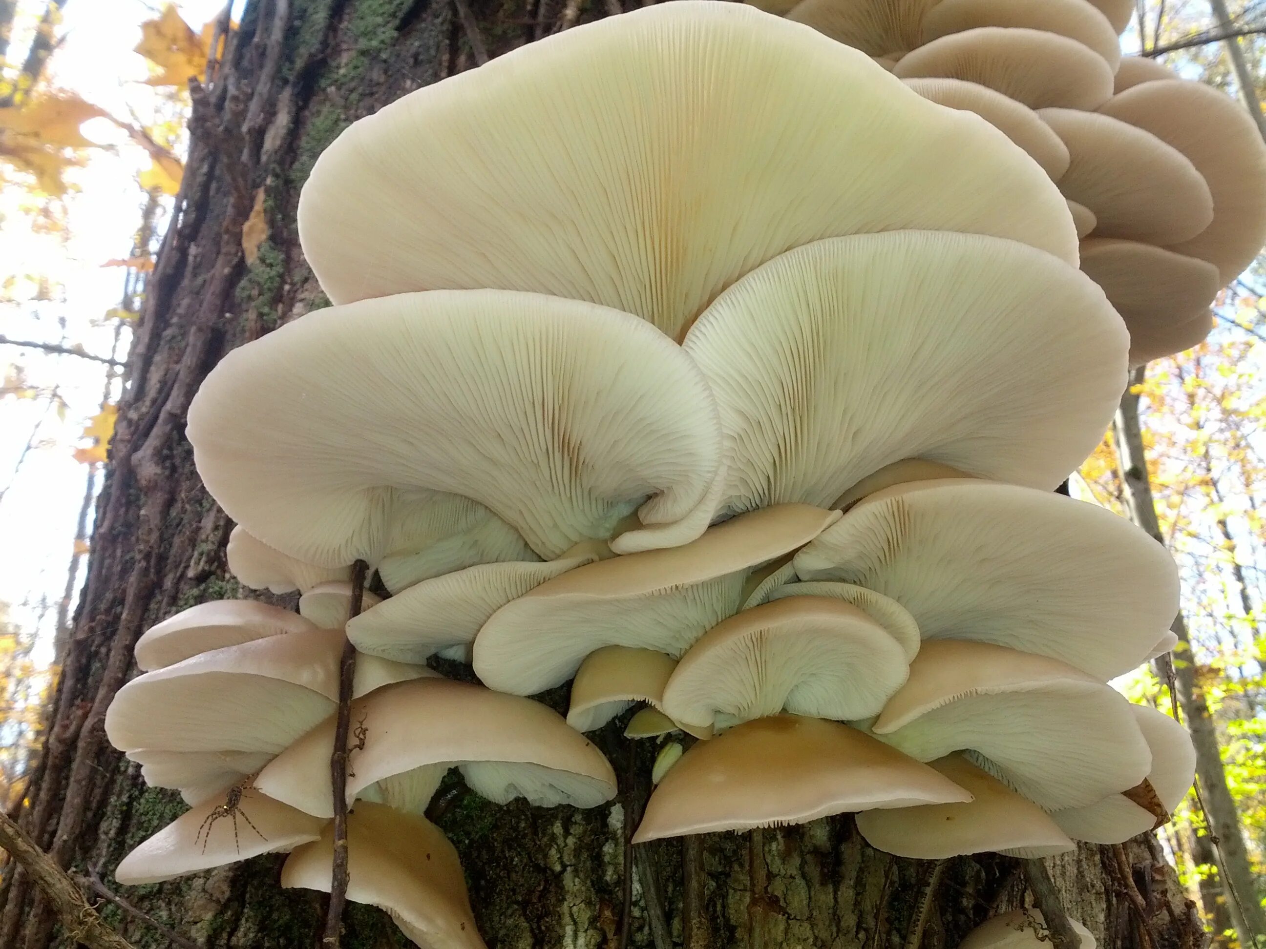 Вешенка часов. Вёшенка устричная (Pleurotus ostreatus). Вёшенка обыкновенная Лесная. Вешенка рожковидная Лесная. Вёшенка обыкновенная съедобные грибы.