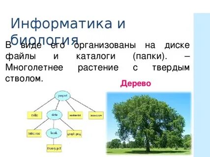 Деревья информатика 5 класс