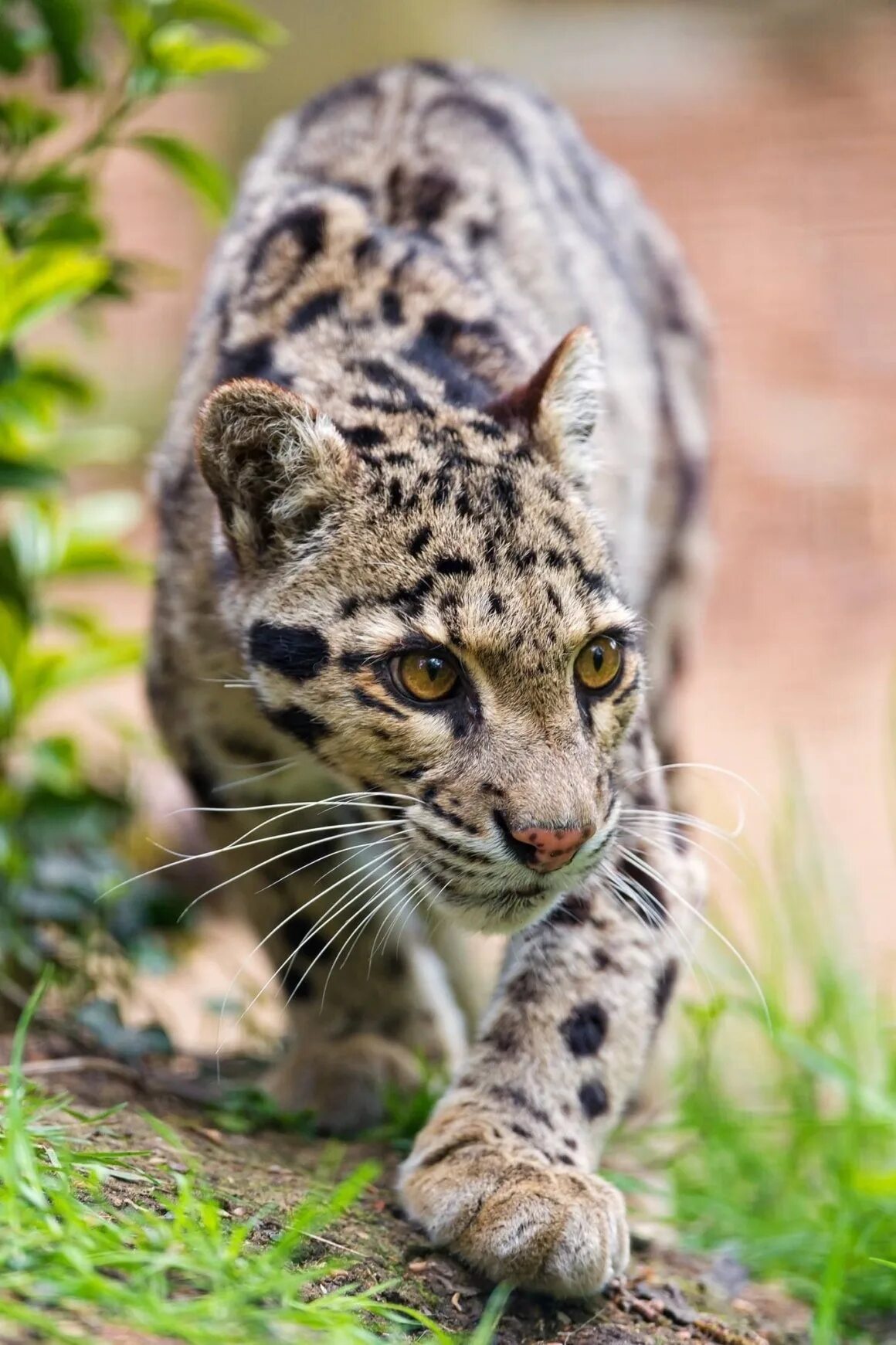 Clouded leopard