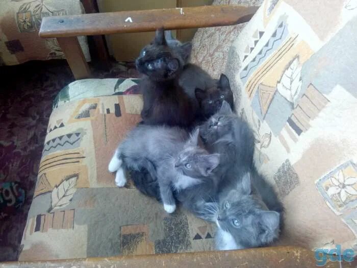Гродно коты