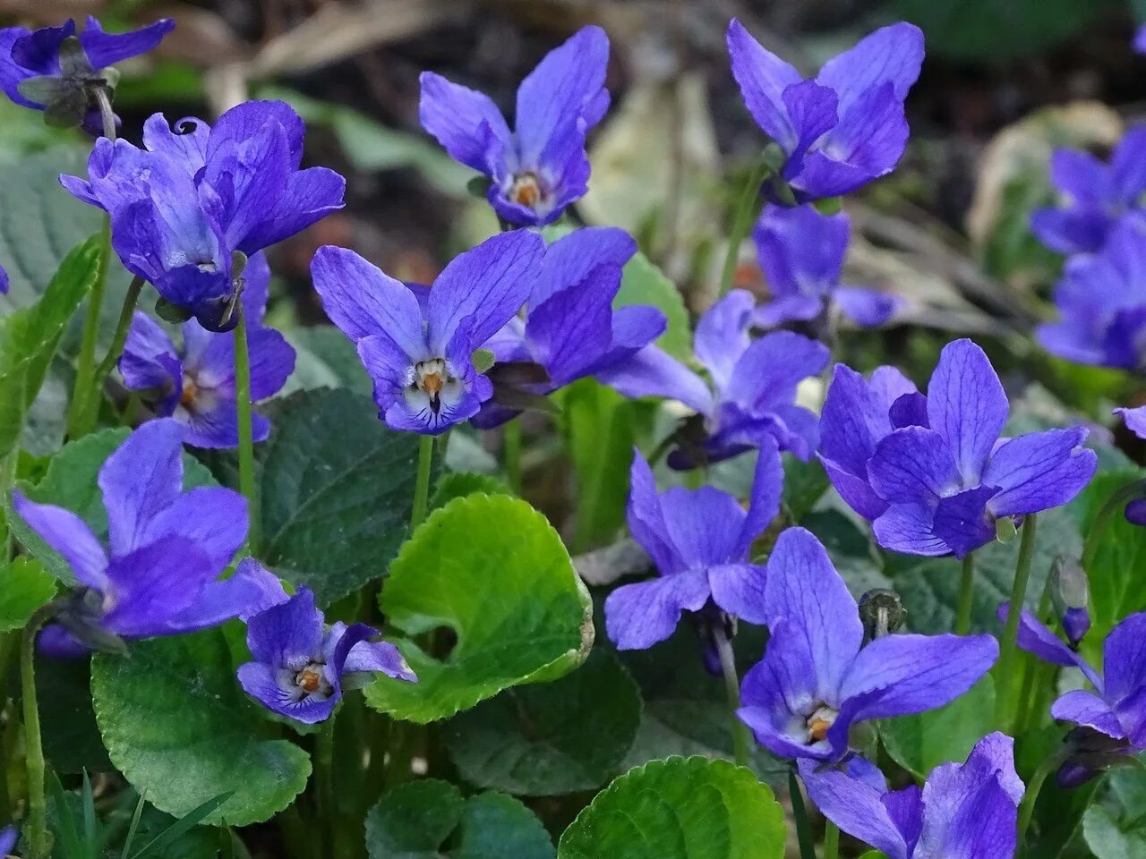 Голубые первоцветы название. Фиалка Виола душистая. Фиалка (Viola odorata). Фиалка Лесная одората Viola odorata. Пармская фиалка цветок.