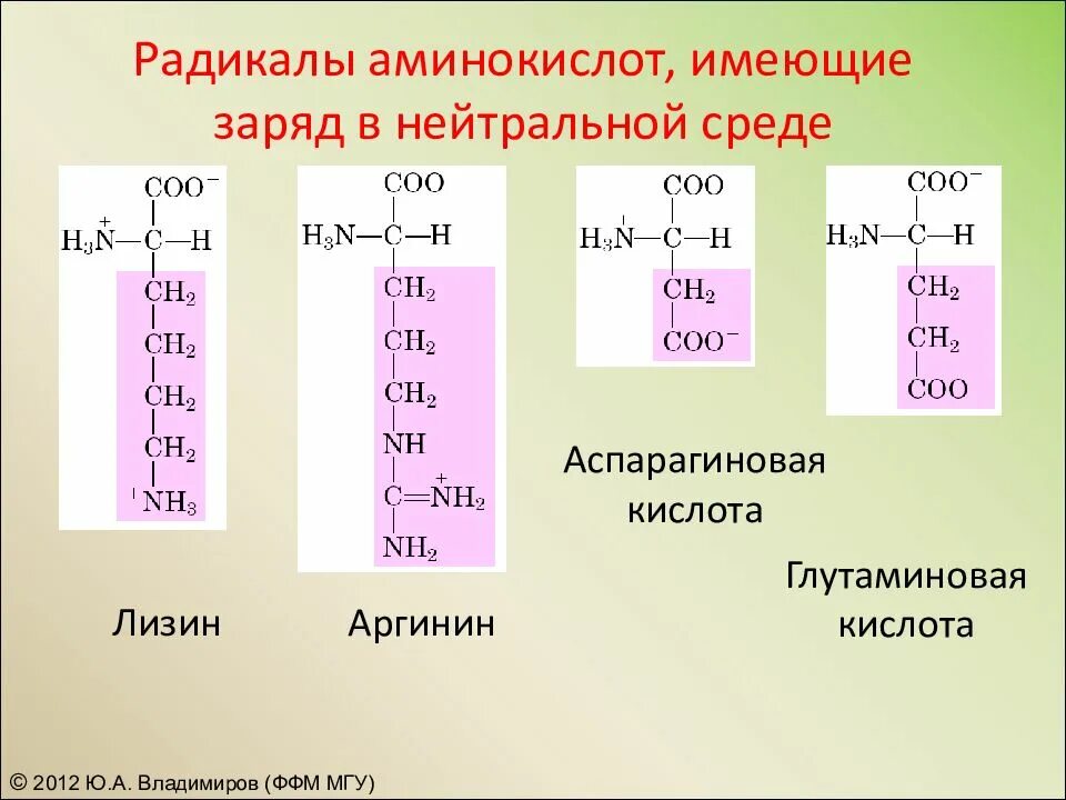 Строение аминокислот лизин. Аминокислота аргинин и гистидин. Аспарагиновая кислота заряд. Радикалы аминокислот.