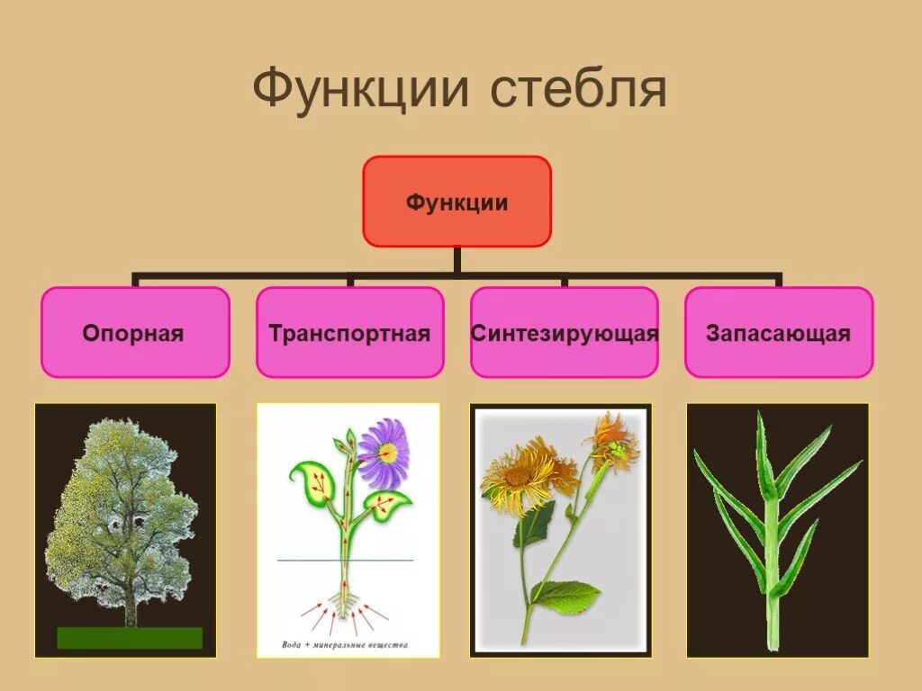 Опорная функция растения. Функции стебля растений. Перечислите функции стебля. Стебель функции стебля. Стебли растений выполняют функцию.