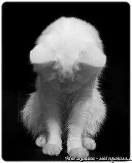 Фотографии извини