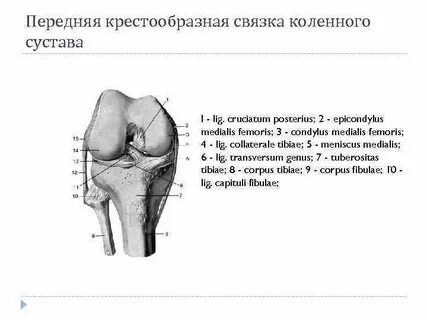 Топография сустава