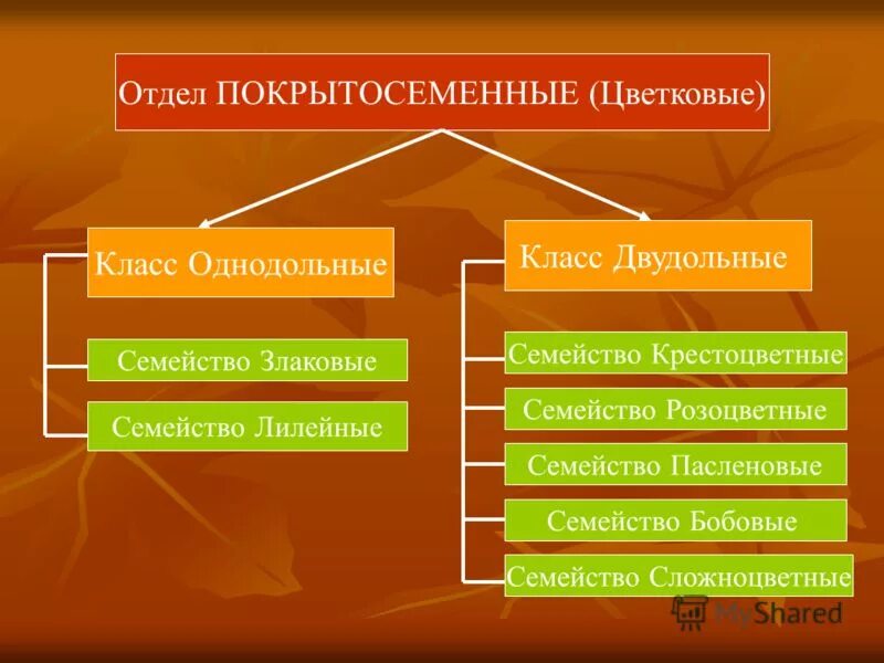 Деление покрытосеменных на классы