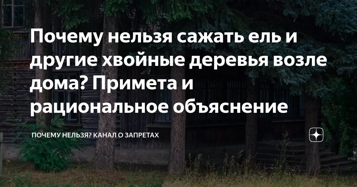 Почему нельзя сеять. Ель на участке приметы. Почему нельзя сажать на участке ели. Почему нельзя сажать ель возле дома приметы. Почему нельзя ёлку дома сажать.