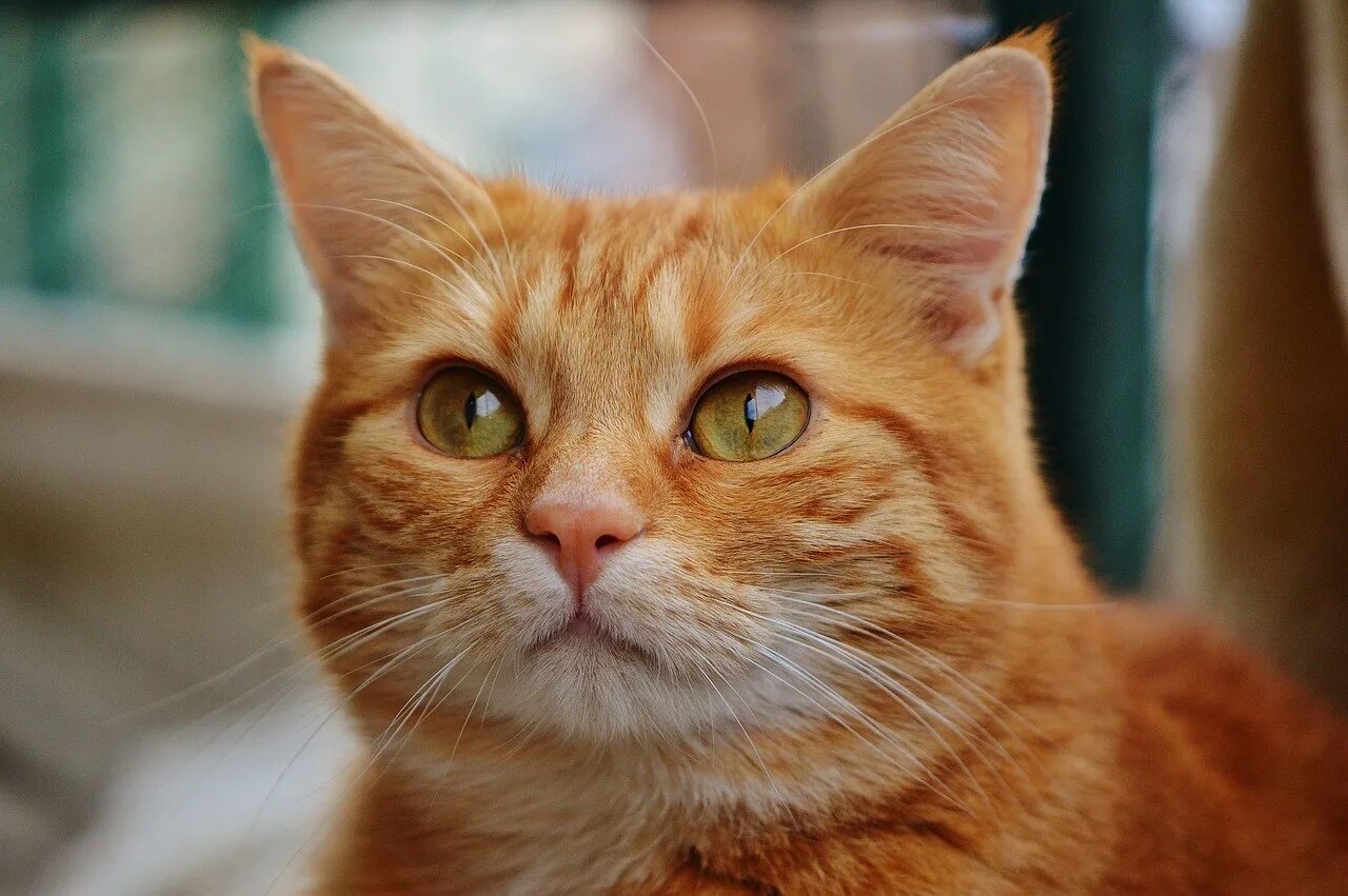 Рыжая бритая. Европейская короткошерстная кошка рыжая. Европейская короткошерстная табби рыжий. Европейский короткошерстный кот рыжий. Сибирский кот короткошерстный рыжий.