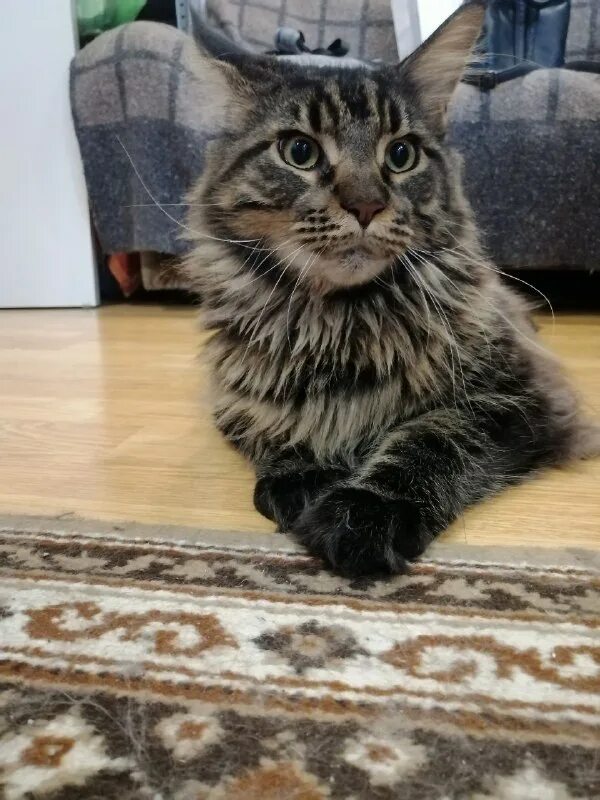 котенок мурзик. котику 10 лет. кот прожил 10 лет. мурзик the cat. 10 лет коту.