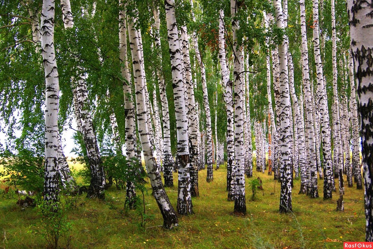 Березовая роща бунырево. Алтай березы. Березовая роща горно алтайск. Березовая роща в п п. Токсово березовая роща.