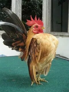 Малазийские серамы