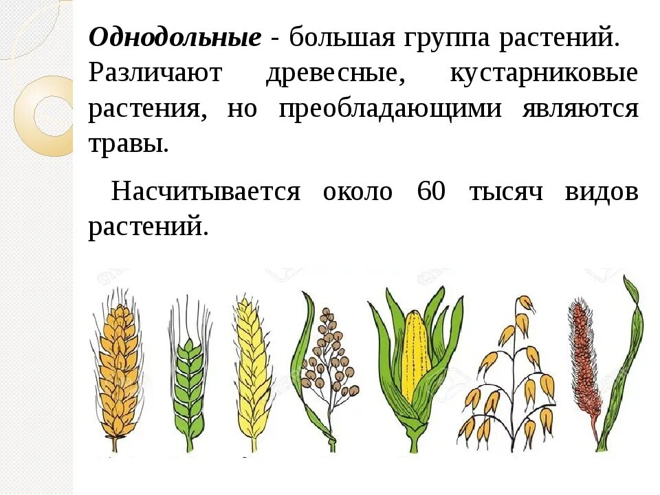 На каком рисунке изображен признак. Представители класса Однодольные. Однодольные растения. Древесная форма однодольного растения. Однодольные растения Однодольные растения.