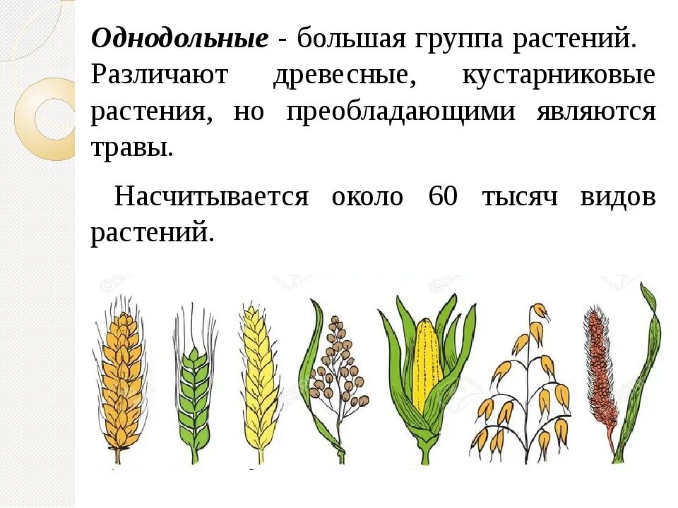 Виды семейств однодольных