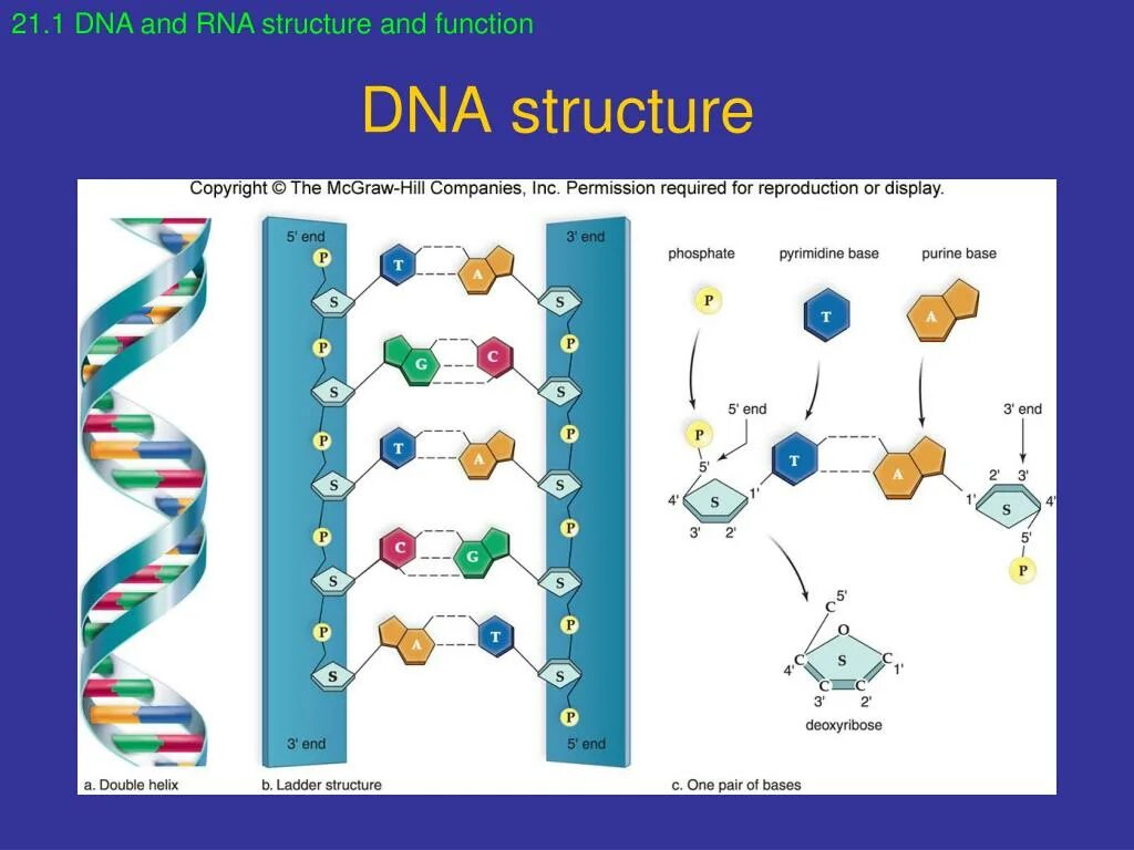 DNA and RNA structure. РНК. Схема ДНК И РНК. Модель РНК.