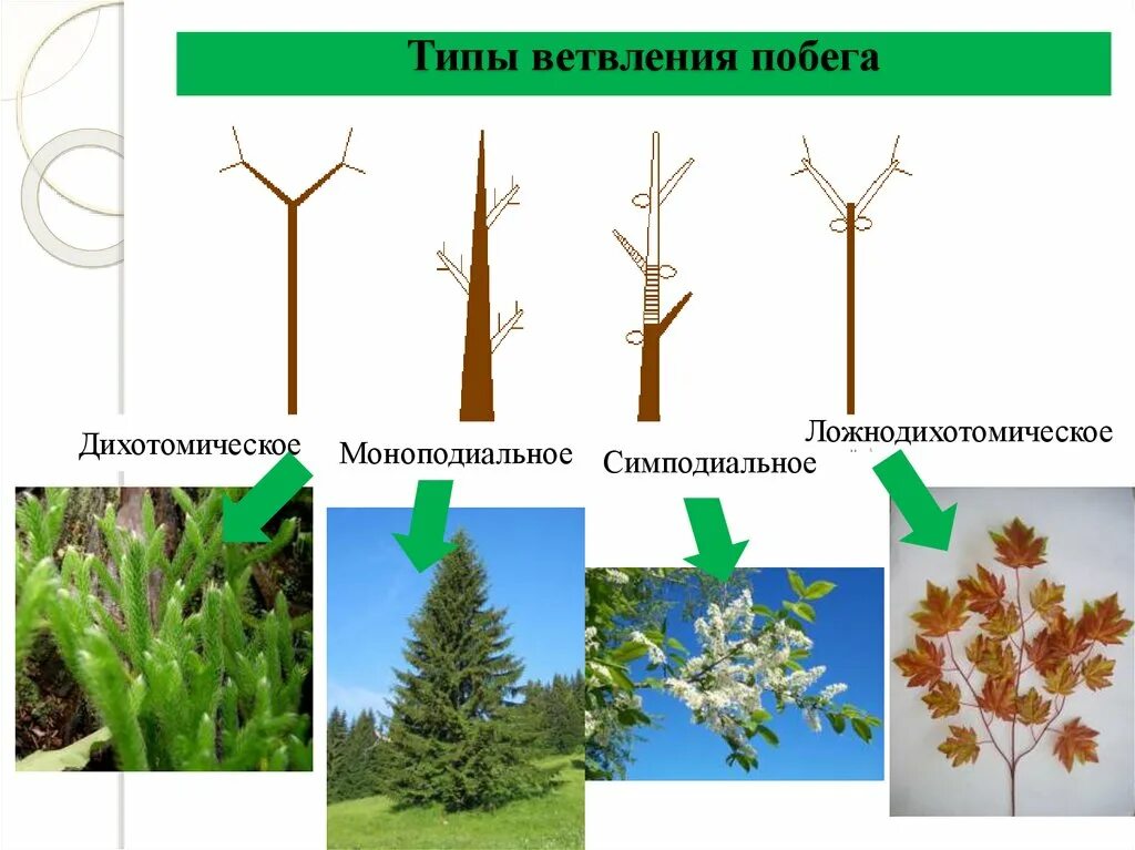 Верхушечное ветвление побегов. Мутовчатое ветвление побега. Симподиальное ветвление побега. Моноподиальное ветвление стебля.