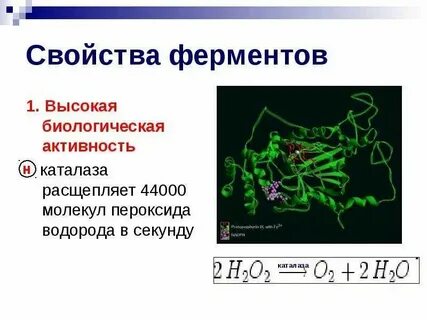 Фермент каталаза содержится во всех живых организмах