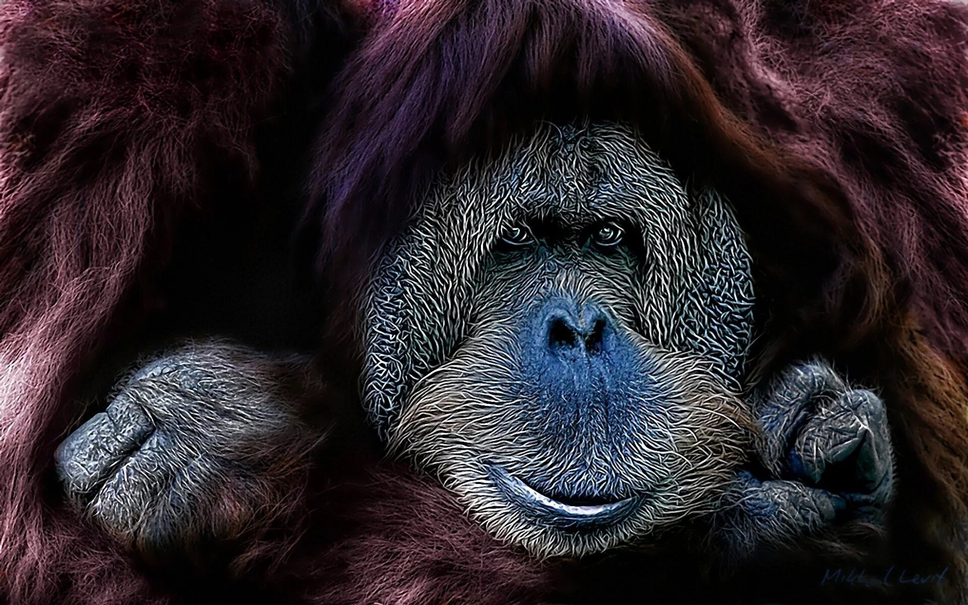 Monkey wallpapers. Орангутанг. Обои с обезьянами. Обои на телефон обезьяны. Смешные обезьяны на рабочий стол.