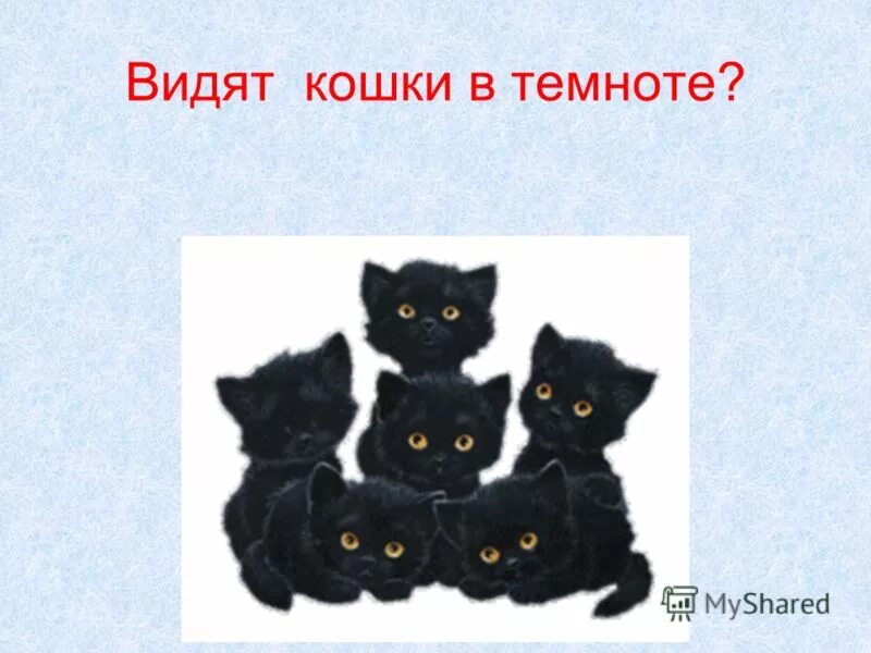 Цветовое зрение кошек. Как видишь. Почему коты хорошо видят в темноте. Как видят кошки. Правда что кошки видят в темноте.
