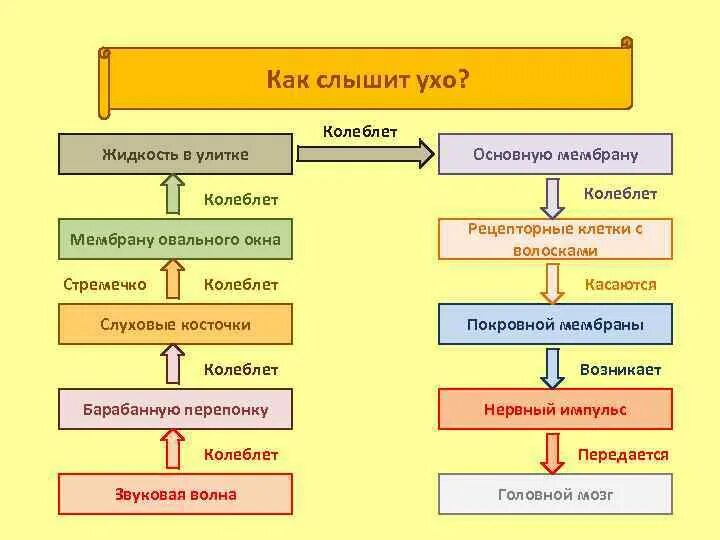 Как слышит ухо схема. Схематично как слышит ухо. Изобразите как слышит ухо. Изобразите схематично как слышит ухо. Звуки это то что слышит ухо грамматические