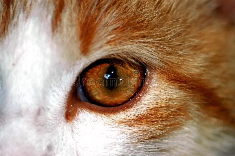 Пятно на глазу у кота. Коричневое пятно на глазу у кота. коричневое пятно на зрачке у кошки.