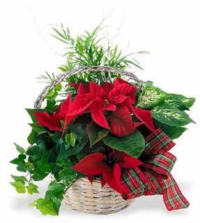 Holiday plants