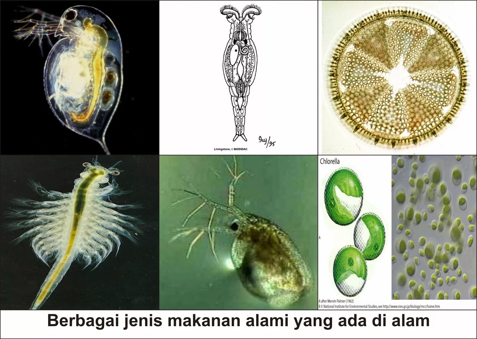 Дафния фитопланктон. Фитопланктон зоопланктон бентос. Фитопланктон это продуцент. Сапробность фитопланктон. Фитопланктон вес