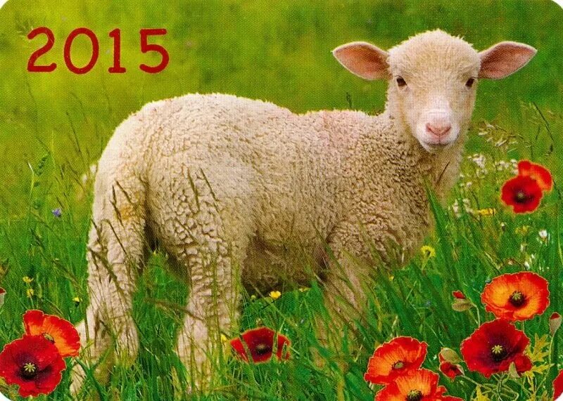 2015 года барана. Овца. 2015 Год овцы. Год козы овцы. Год барана.