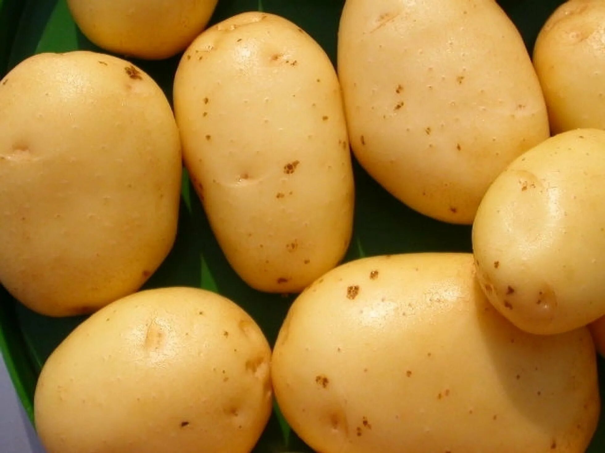 Сорт картофеля коломбо срок созревания. Картофель сорт Коломба. Картофель сорта Латона семенной. Картофель Коломба элита. Сорт картошки Коломбо.