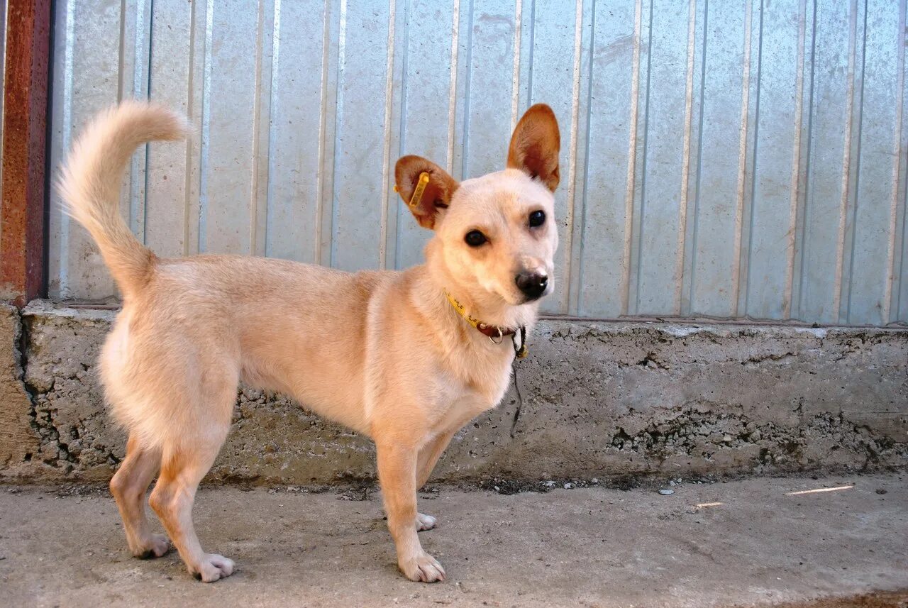 собачка каштанка. собачка каштанка. корги + такса длинношерстный. собачка каштанка. собачка каштанка.