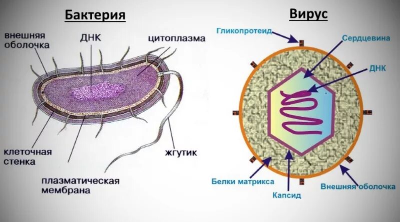 Есть ли у вирусов клетки. Строение клетки бактерии и вируса. Отличия бактериальной клетки от вирусов. Отличие вируса от бактерии. Строение вируса и бактерии рисунок.