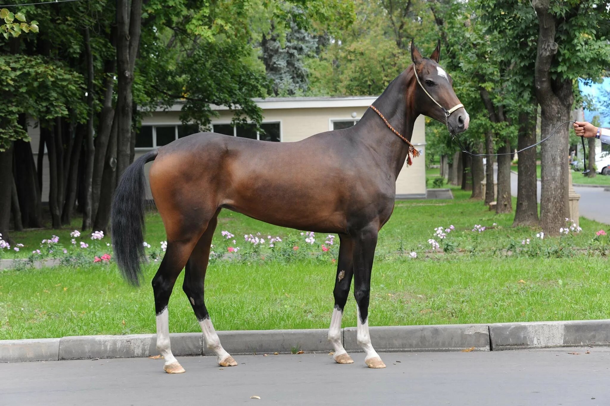 Рассмотрите фотографию коричневой лошади с черными ногами