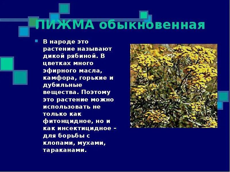 Дубильные растения. Дубильные вещества в растениях. Дикие дубильные растения. Дубильные растения названия. Дубильные растения примеры