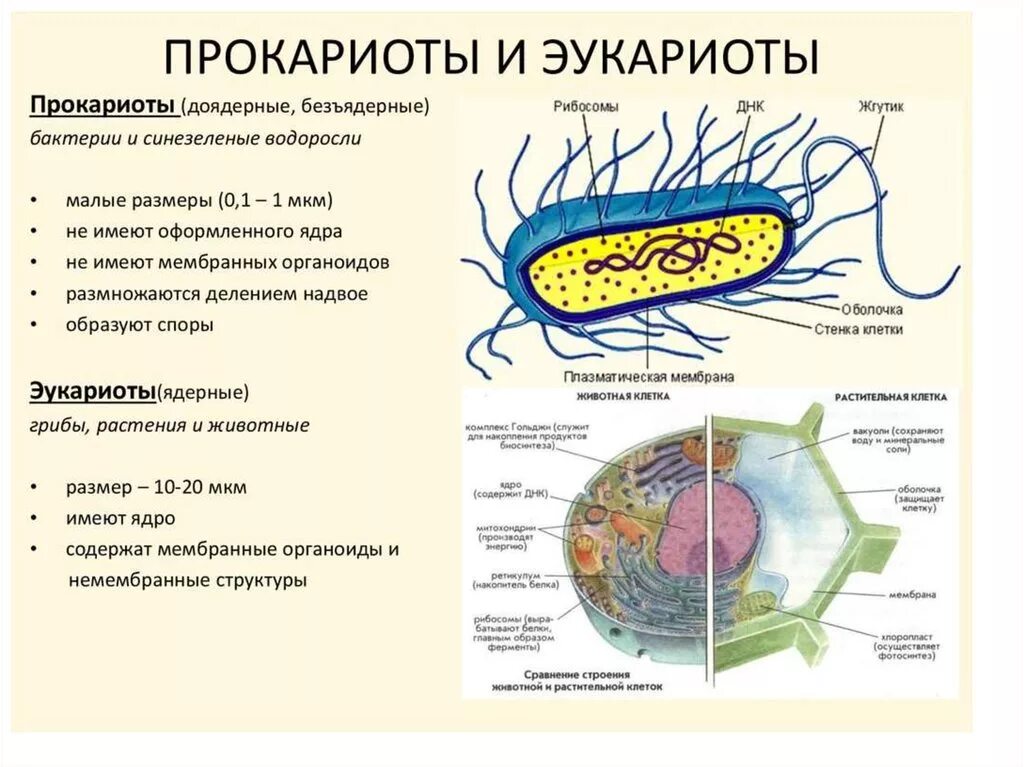 Строение клетки прокариот и эукариот. .Структура прокариотических и эукариотических клеток. Строение эукариотической клетки и прокариотической клетки. Клетки прокариот и эукариот. Группы организмов прокариот