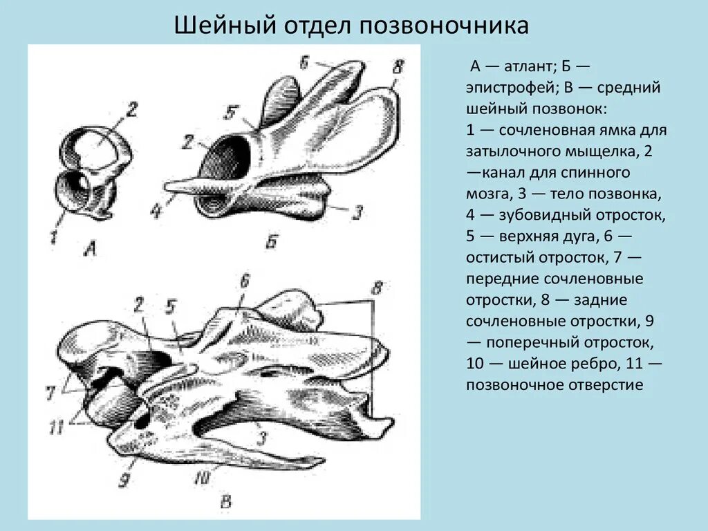 Скелет птицы по отделам. Первый шейный позвонок курицы. Атлант и эпистрофей у птиц. Отделы позвонка у птиц. Скелет птицы сизого голубя.