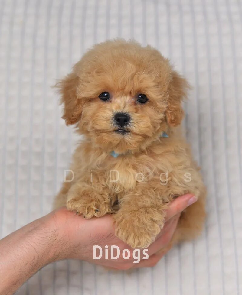 овчарка и мальтипу. купить мультипу в кемеровской об. стрижки мальтипу мальчиков. стрижки мальтипу мальчиков. болонка мальтипу.