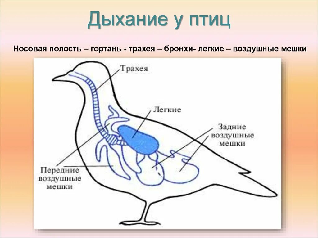 Какую функцию выполняют воздушные мешки. Дыхательная система птиц 7 класс схема. Дыхательные системы классов животных. Дыхательная система птиц по биологии 7 класс. Дыхательная система птиц воздушные мешки.