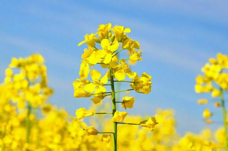 Рапс где используют. Рапс канола. рапс (brassica napus var. oleifera). рапс ярвэлон. рапс масличный.