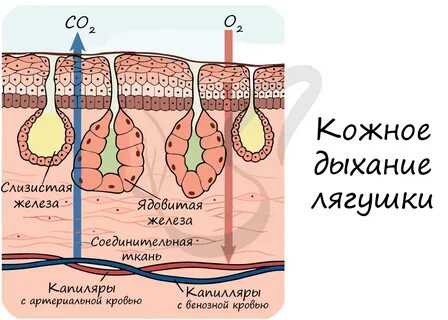 Кожное дыхание имеется у
