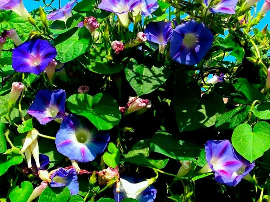 ипомея (граммофончики). вьюн ипомея. ипомея вьющаяся. ипомея вьющаяся. ипомея вьюнок ипомея.