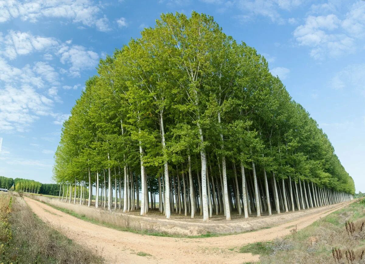 My little poplar. Тополь пирамидальный роща. Тополь Башкирский пирамидальный. Тополь дерево. Тополь "пирамидально-ОСОКОРЕВЫЙ Камышинский".