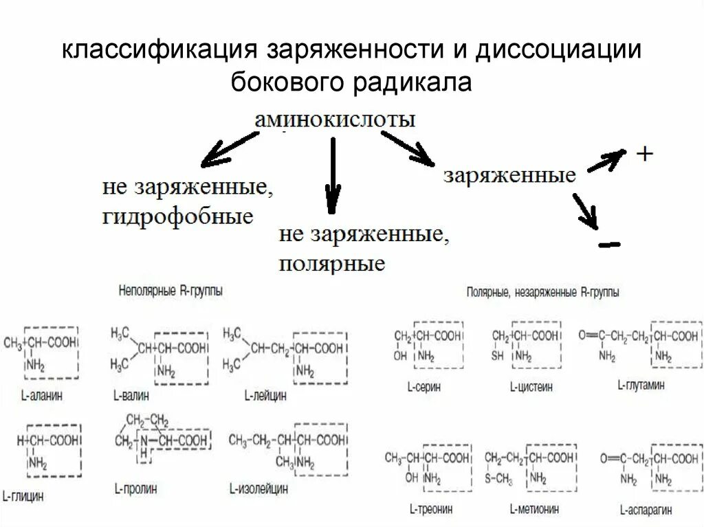 Классификация радикалов аминокислот. Классификация аминокислот биохимия таблица. Радикал аминокислоты это биохимия. Классификация аминокислот по полярности радикалов таблица.