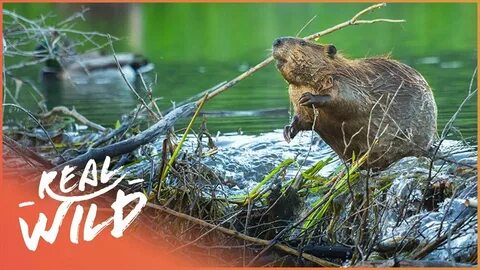 Включи видео бобры