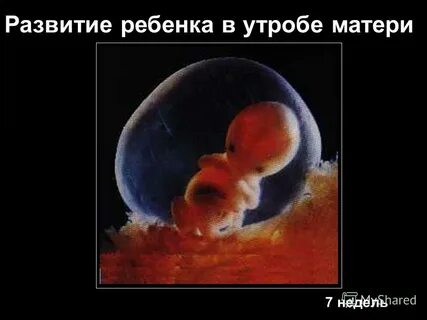 Развитие плода в утробе