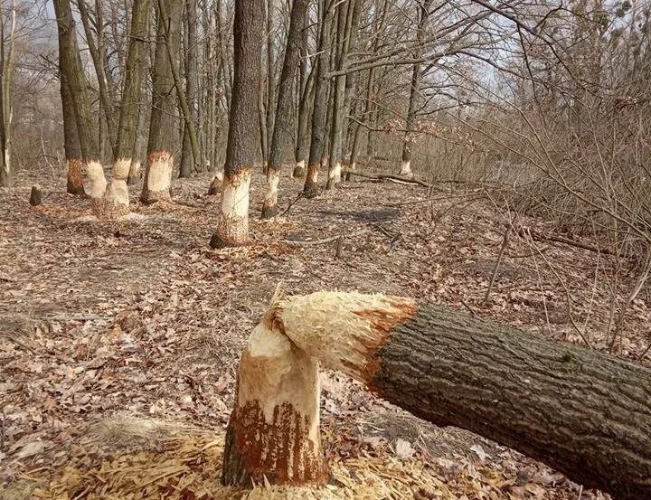 бобры осины валят. бобры осины валят. бобер грызет дерево. бобр дерево. поеденые бобрами деревья.