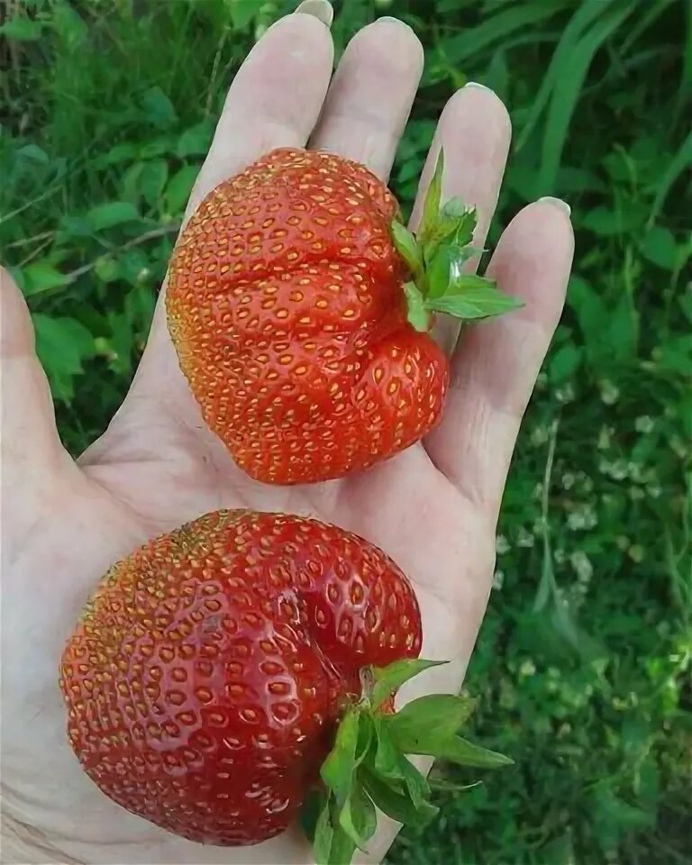 клубника Азия описание сорта с фото Клубника, Кусты клубники, Ягоды