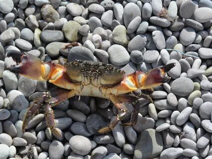 Крабы черного моря