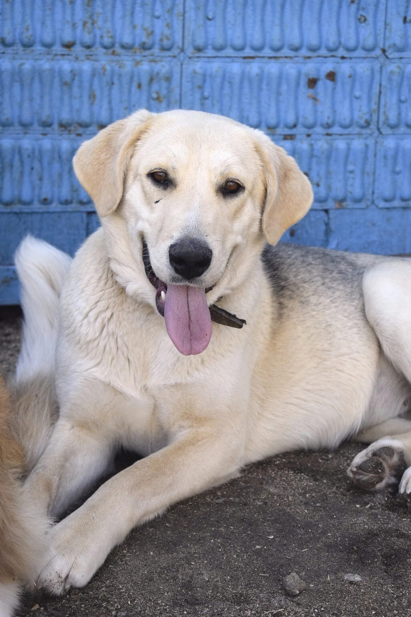 Годовалая собака. Собака 1 год 1. Собака злата. Породистые годовалые собаки. Годовалая собака.