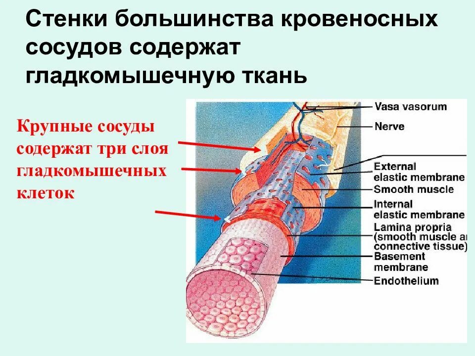 Стенка кровеносных сосудов состоит из тканей. Движение стенок кровеносных сосудов это. гладкомышечный слой сосудов. стенка кровеносного капилляра. гладкомышечные клетки сосудов.