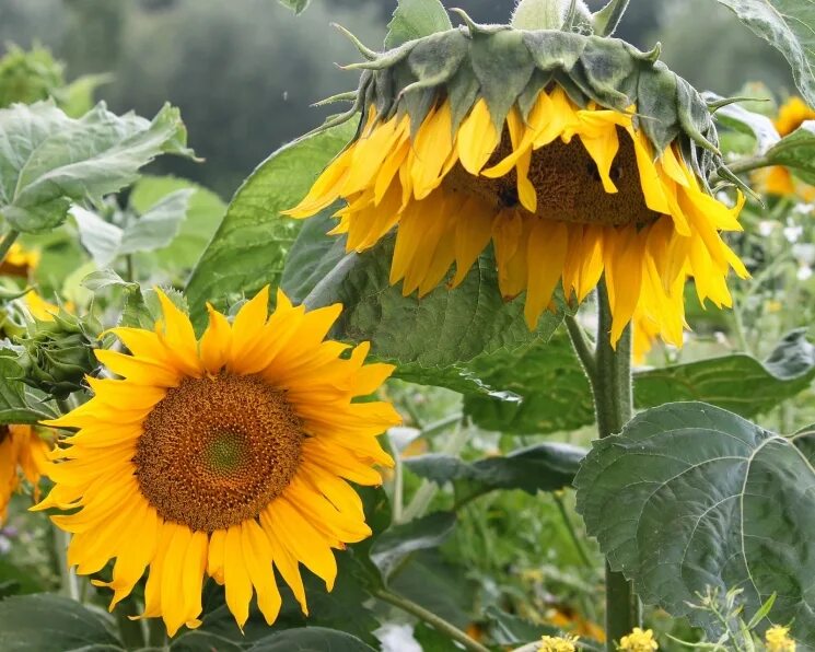 Подсолнечник Джуниор. Helianthus дикий. Подсолнечник Бамбино. Подсолнечник в Андах.