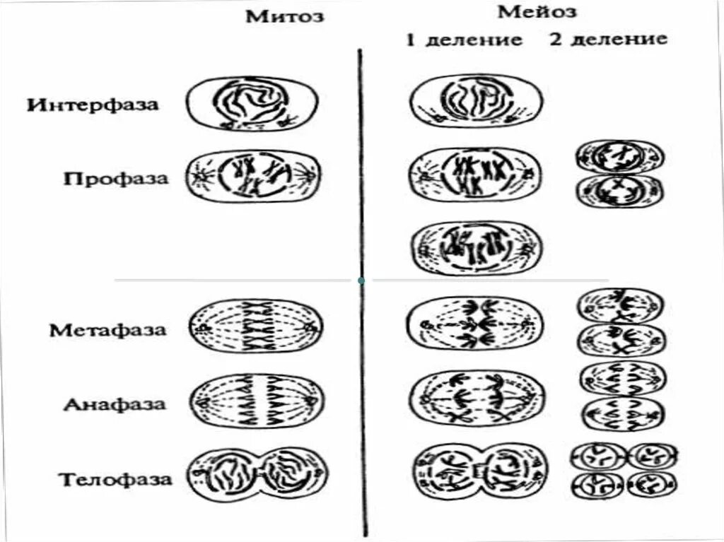 Мейоз 1 и мейоз 2 рисунки